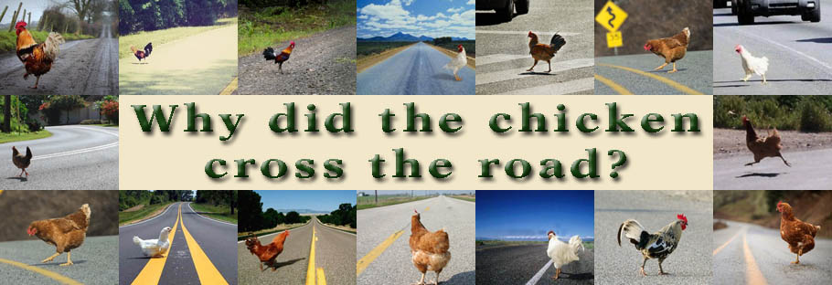 Why Did The Chicken Cross The Road, apple Design Awards, hipster